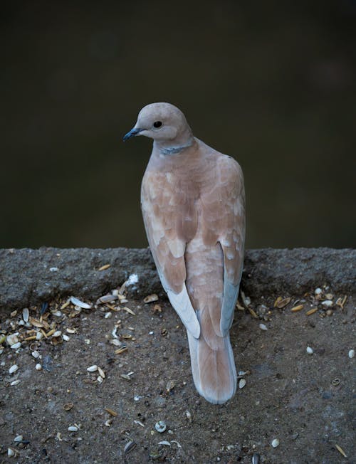 Graceful Pigeons in Urban and Natural Settings