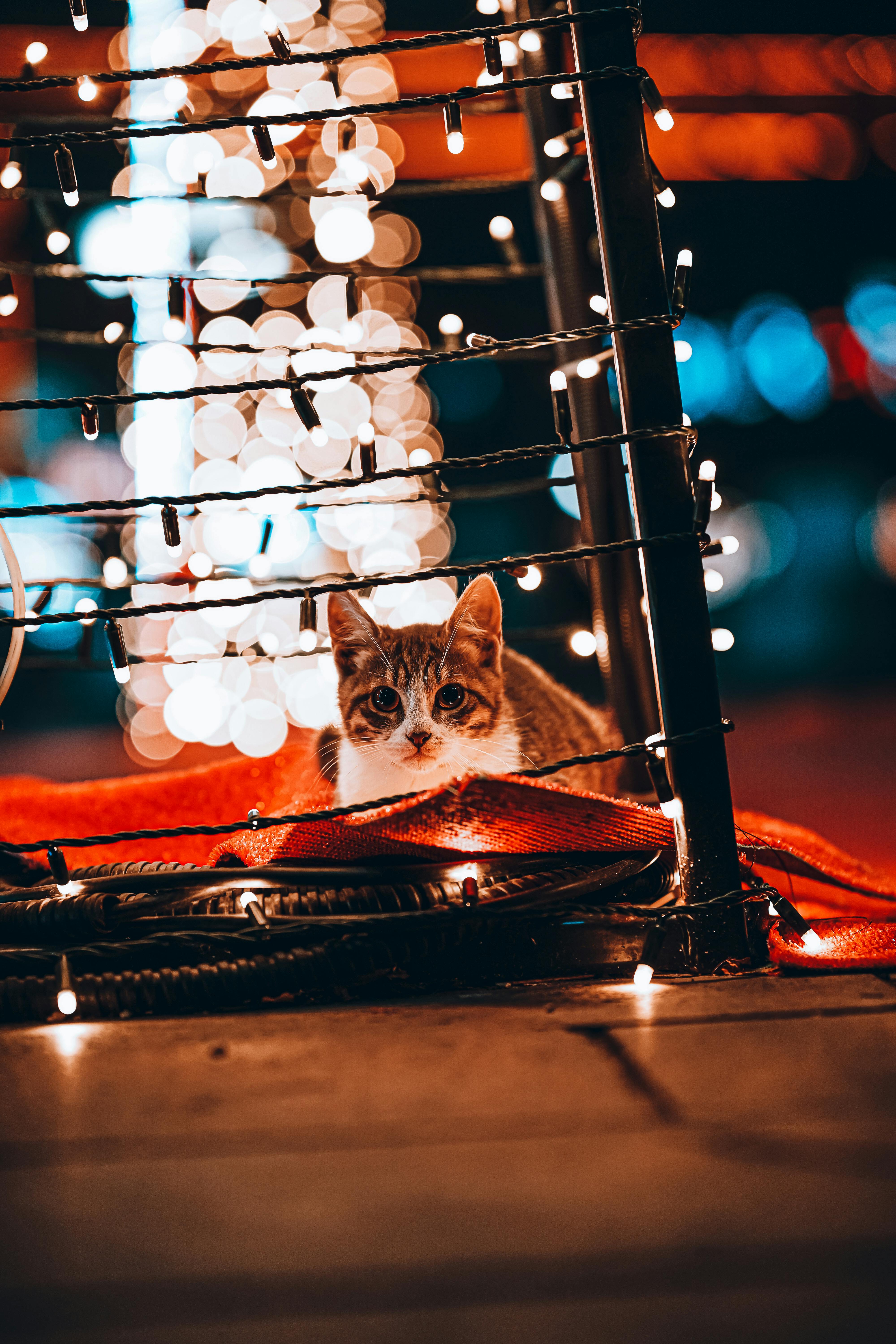 A Cat and Christmas Lights · Free Stock Photo