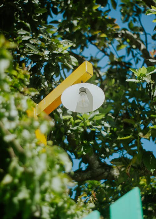 Leaves around Lamp