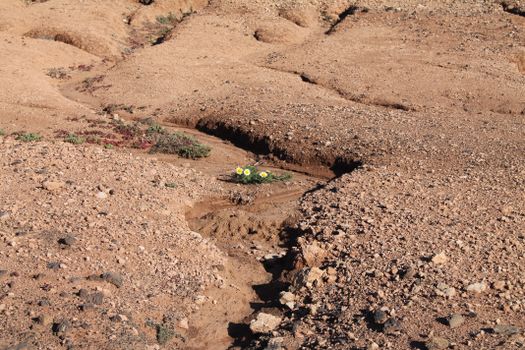 A small green toy is sitting in a dirt area