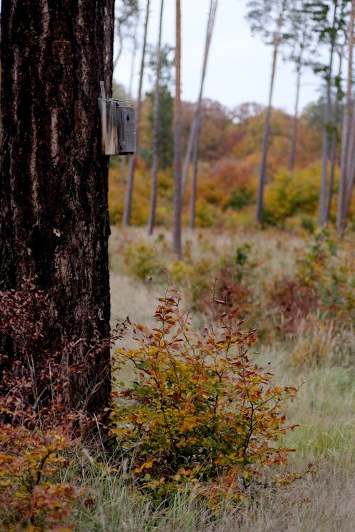 Shrubs in a Forest in Autumn 