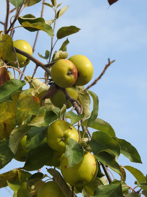 Apples on a Tree