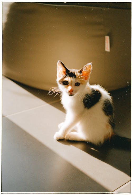 Portrait of a Cute Black and White Kitten