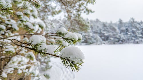 Snow covered fir branches