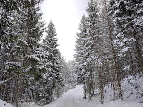 Winter snow covered forest road