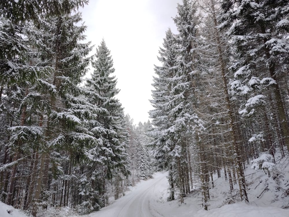 Kostnadsfri bild av skog, snö, Sverige