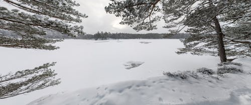 Stora Rullsjön, Risveden