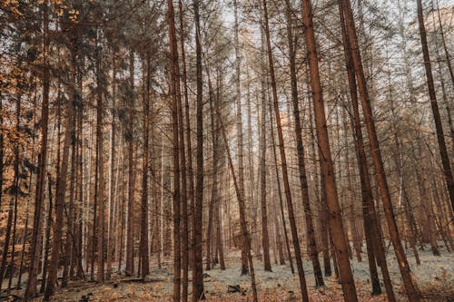 Gratis lagerfoto af dyb, høj, natur