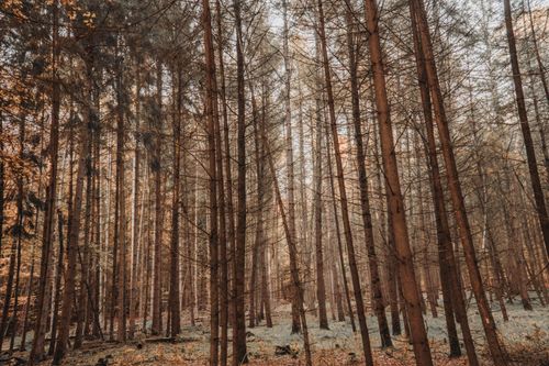 Free Explore the calming atmosphere of a dense evergreen forest with tall, majestic trees. Stock Photo