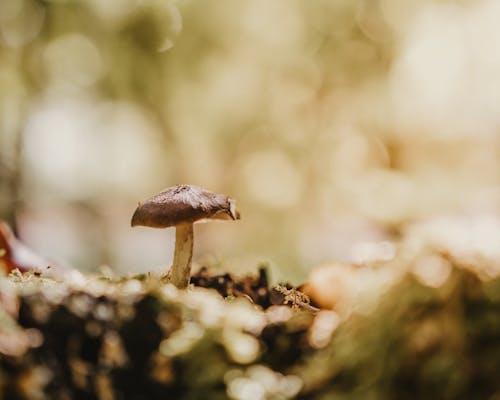 Single Mushroom Growing on a Forest Floor