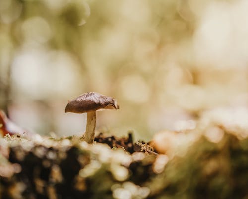 增長, 天性, 森林地面 的 免费素材图片