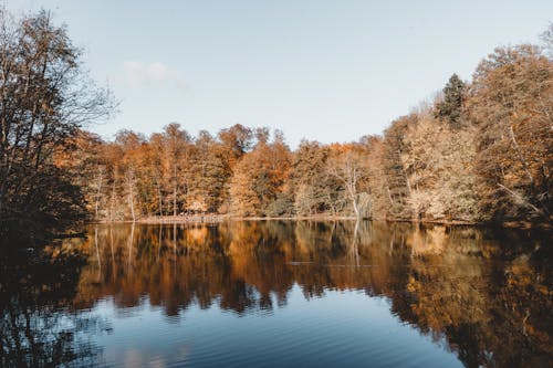 Darmowe zdjęcie z galerii z drzewa, jesień, jezioro