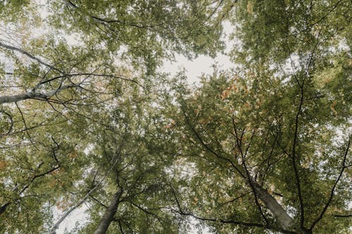 Foto profissional grátis de árvores, ecológico, filiais