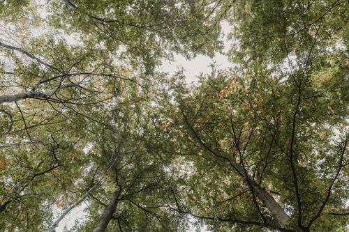 Free A serene view looking up at a lush green forest canopy filled with leaves and branches. Stock Photo