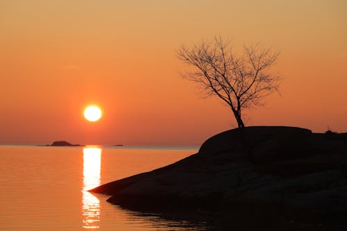 Silhouette of a Bare Coastal Tree at Sunset
