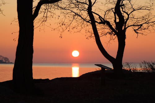 Silhouette of Trees by the Lake During Sunset 