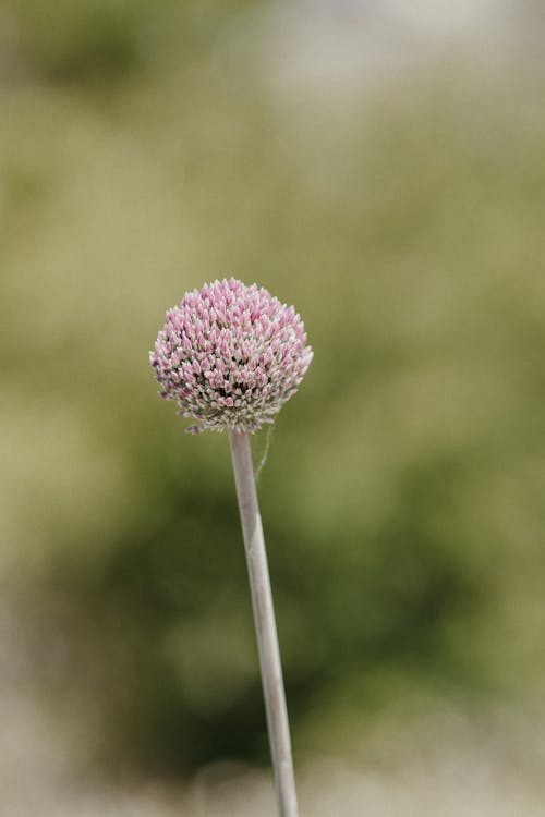 アリウム, ピンクの花, ボケの無料の写真素材