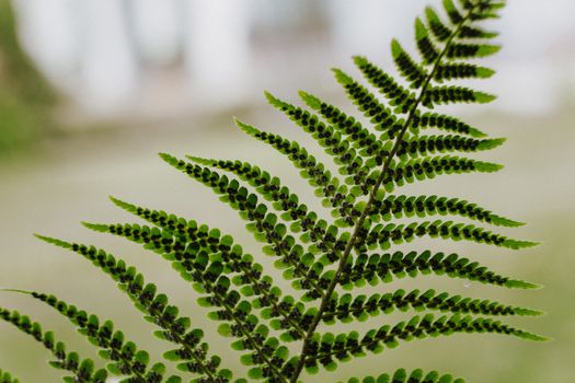 蕨类植物没有种子，它们如何繁殖？孢子繁殖是核心特征