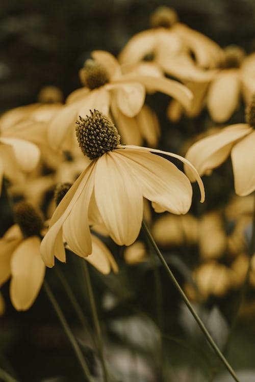 Foto d'estoc gratuïta de bokeh, coneflowers, creixement