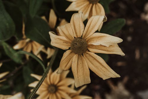 Foto d'estoc gratuïta de bokeh, coneflowers, creixement