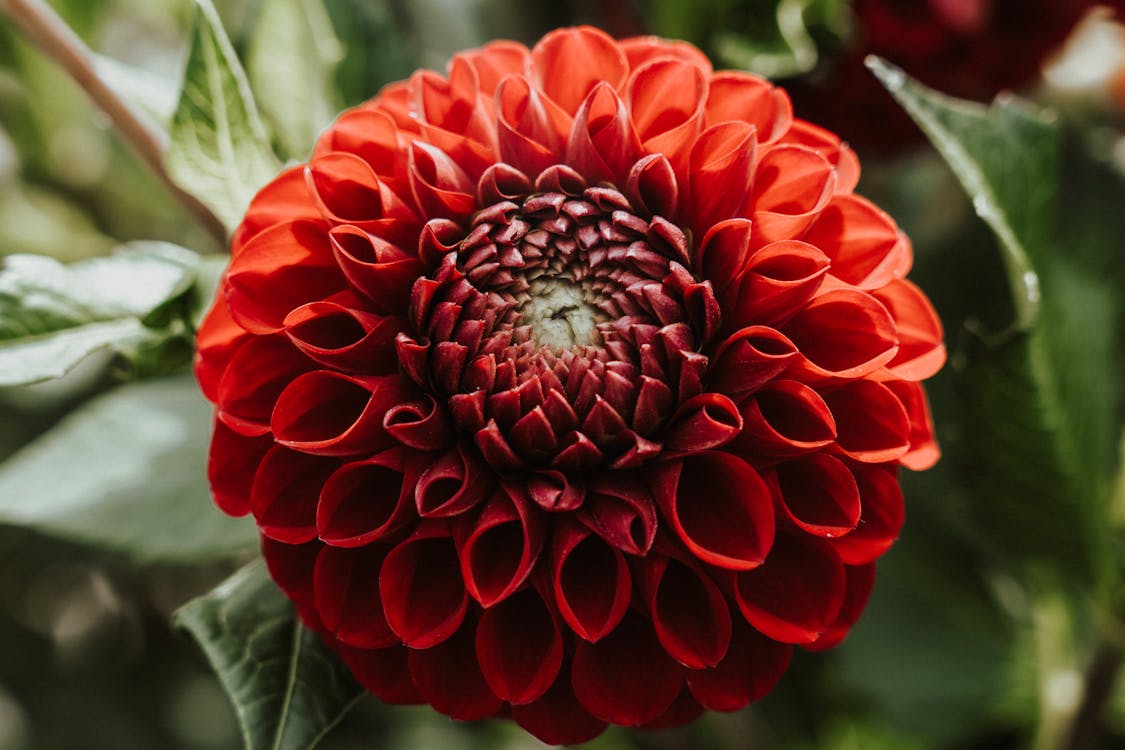 Close-up of a Red Dahlia 