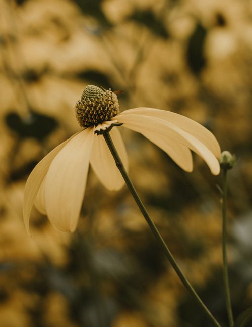 Free Detailed view of a yellow coneflower in full bloom, showcasing its delicate petals. Stock Photo