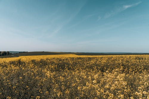 노란 꽃, 농경지, 농업의 무료 스톡 사진