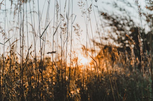 Close-up of Grass on the Field at Sunset