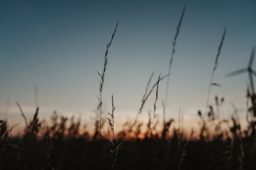 Silhouette of Wheat on a Field During Sunset 