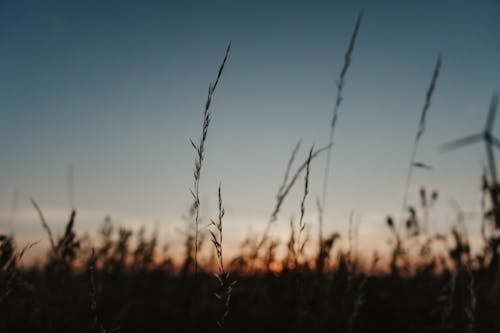 Foto stok gratis agrikultura, backlit, bangsa