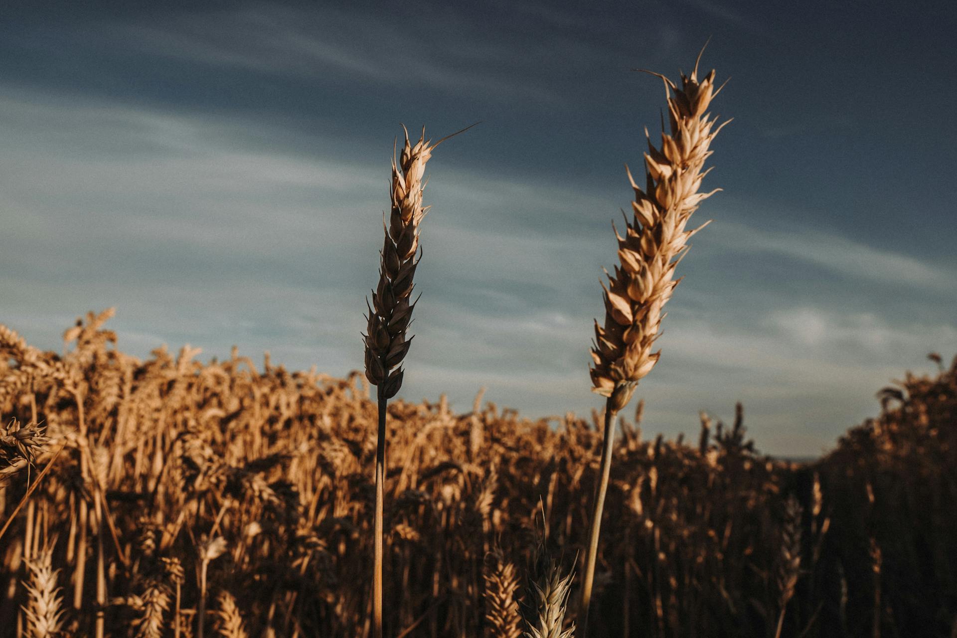 Close-up of ripe wheat stalks in a summer field under a blue sky.