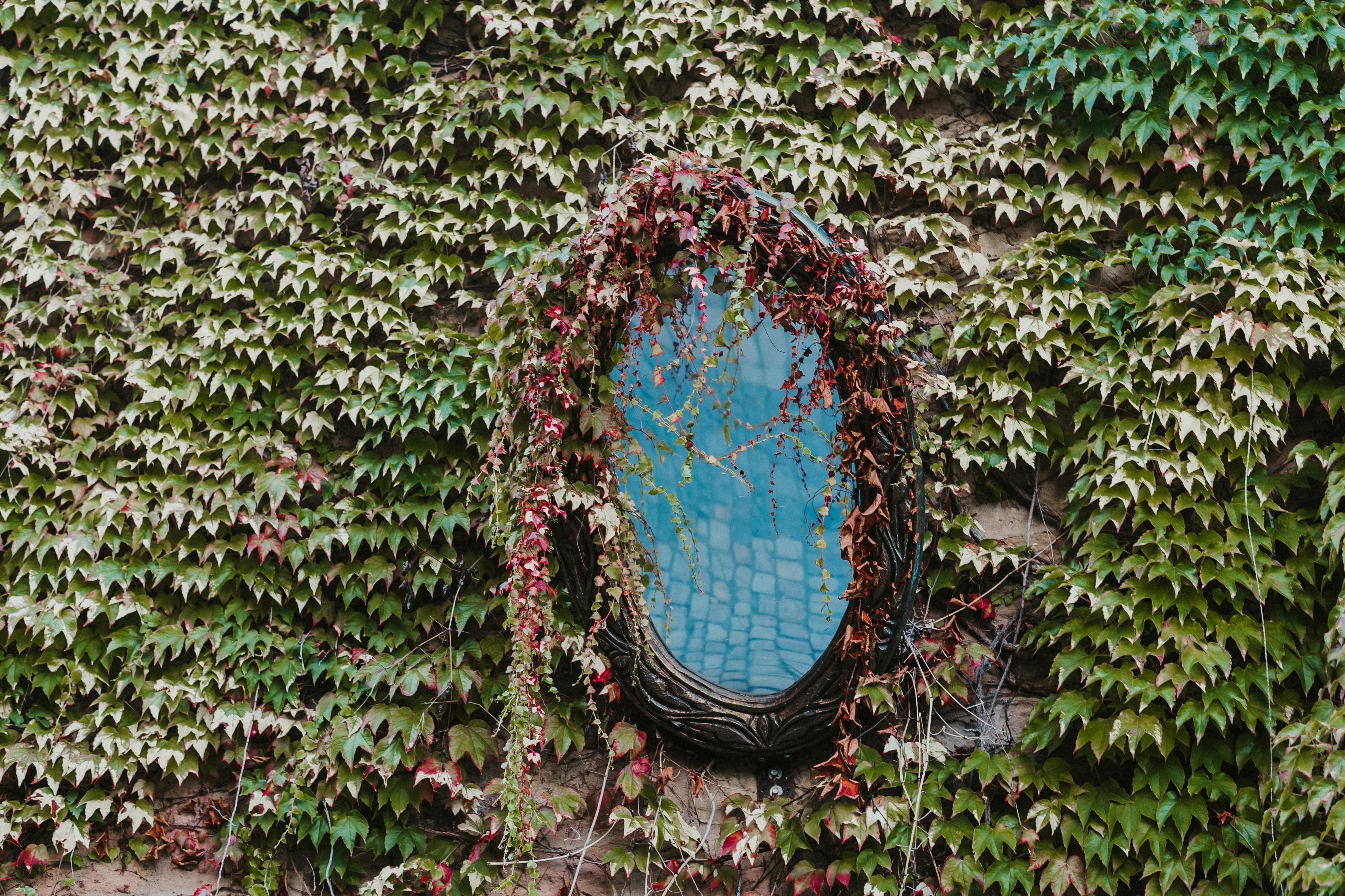 Mirror on a Wall Covered with Ivy · Free Stock Photo, image size:3936x2624