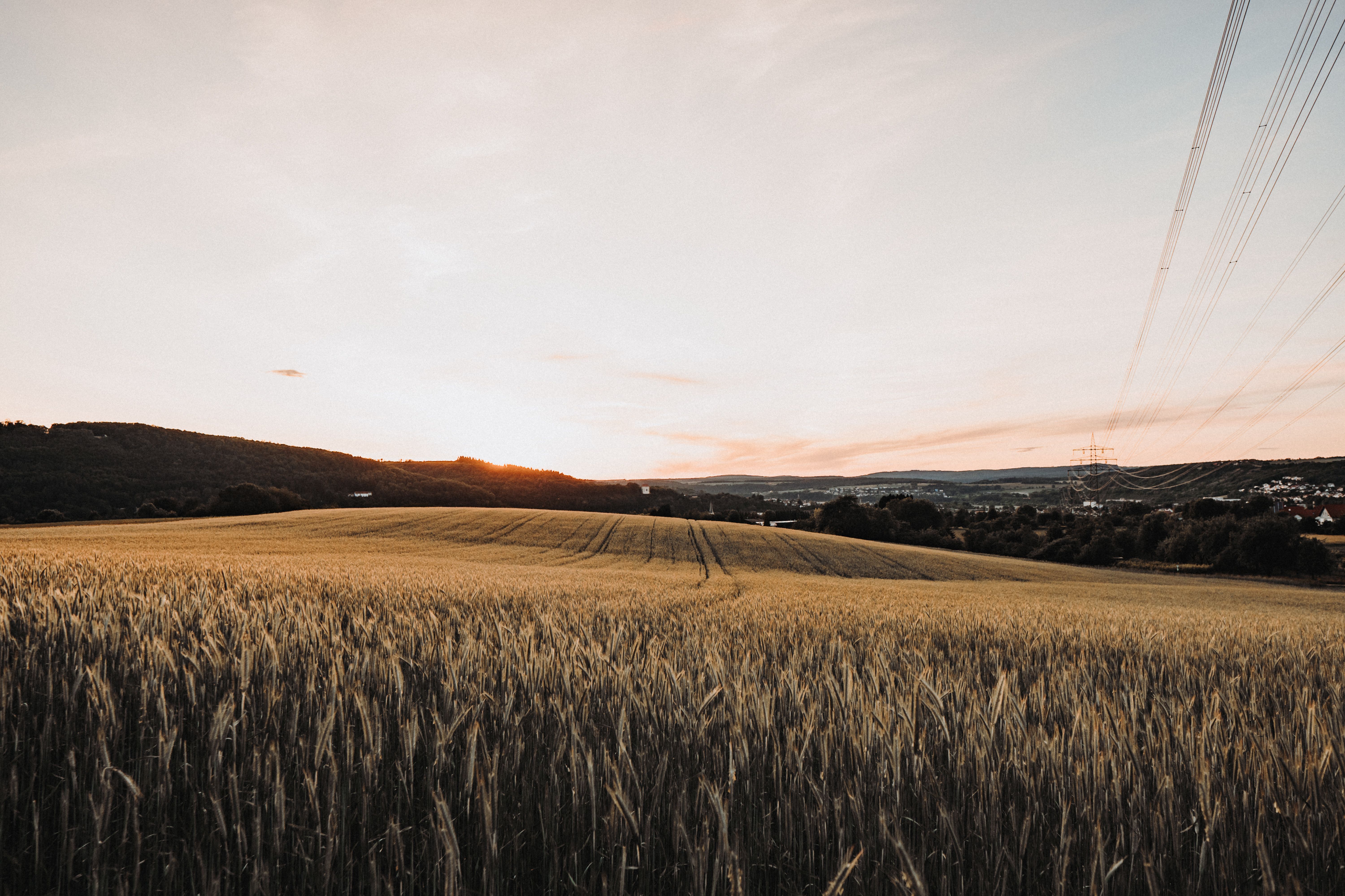 Scenic view of a golden wheat field at sunset with power lines and hills in the background.