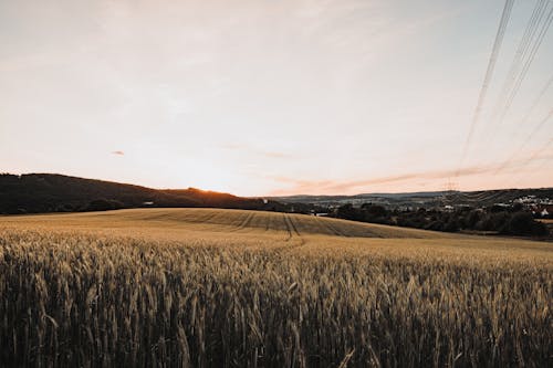 國家, 夏天, 小麥 的 免費圖庫相片