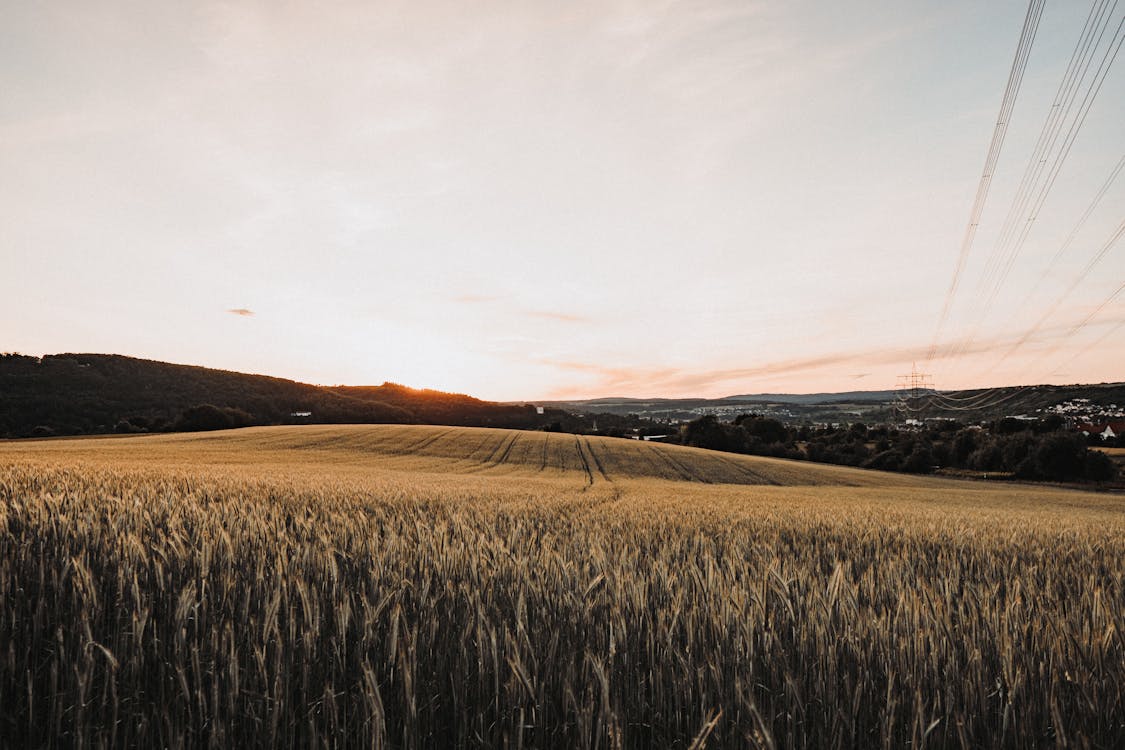 國家, 夏天, 小麥 的 免费素材图片