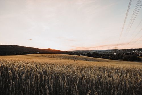 Free Scenic view of a golden wheat field at sunset with power lines and hills in the background. Stock Photo