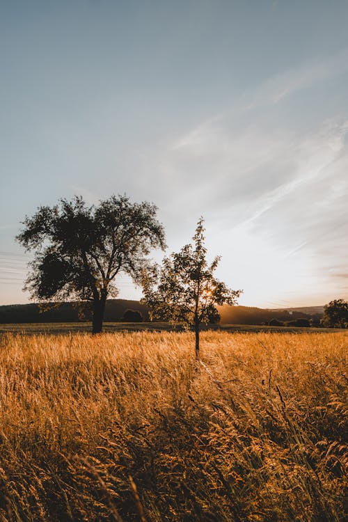 View of a Meadow and Trees in the Countryside in Sunlight 