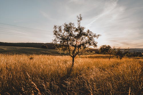 Ingyenes stockfotó fák, festői, fű témában