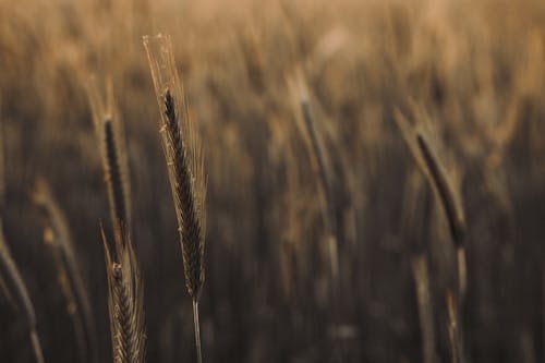 夏天, 小麥, 田 的 免费素材图片