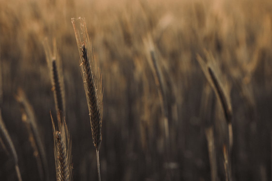 Wheat on a Field in Summer 