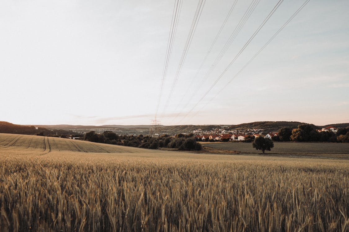 國家, 夏天, 小麥 的 免费素材图片
