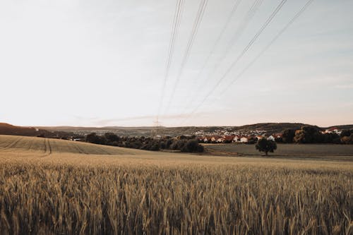 Free Wheat on a Field in Summer  Stock Photo