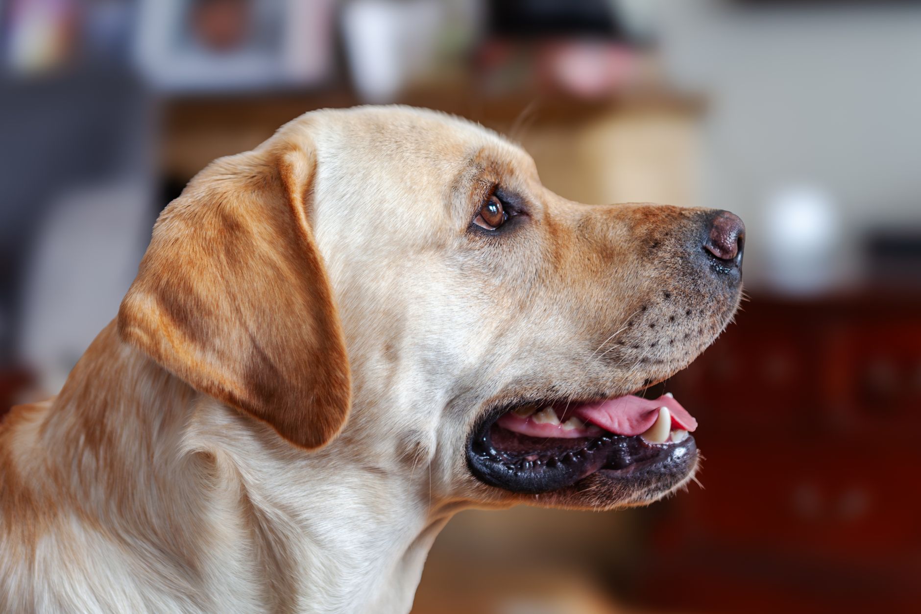 How to Choose a Family Dog: Breeds That Actually Love Children