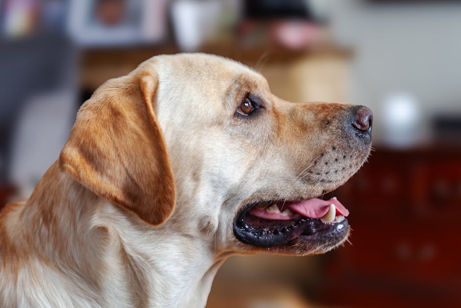 A detailed portrait of a Labrador retriever sitting indoors, capturing its attentive expression.