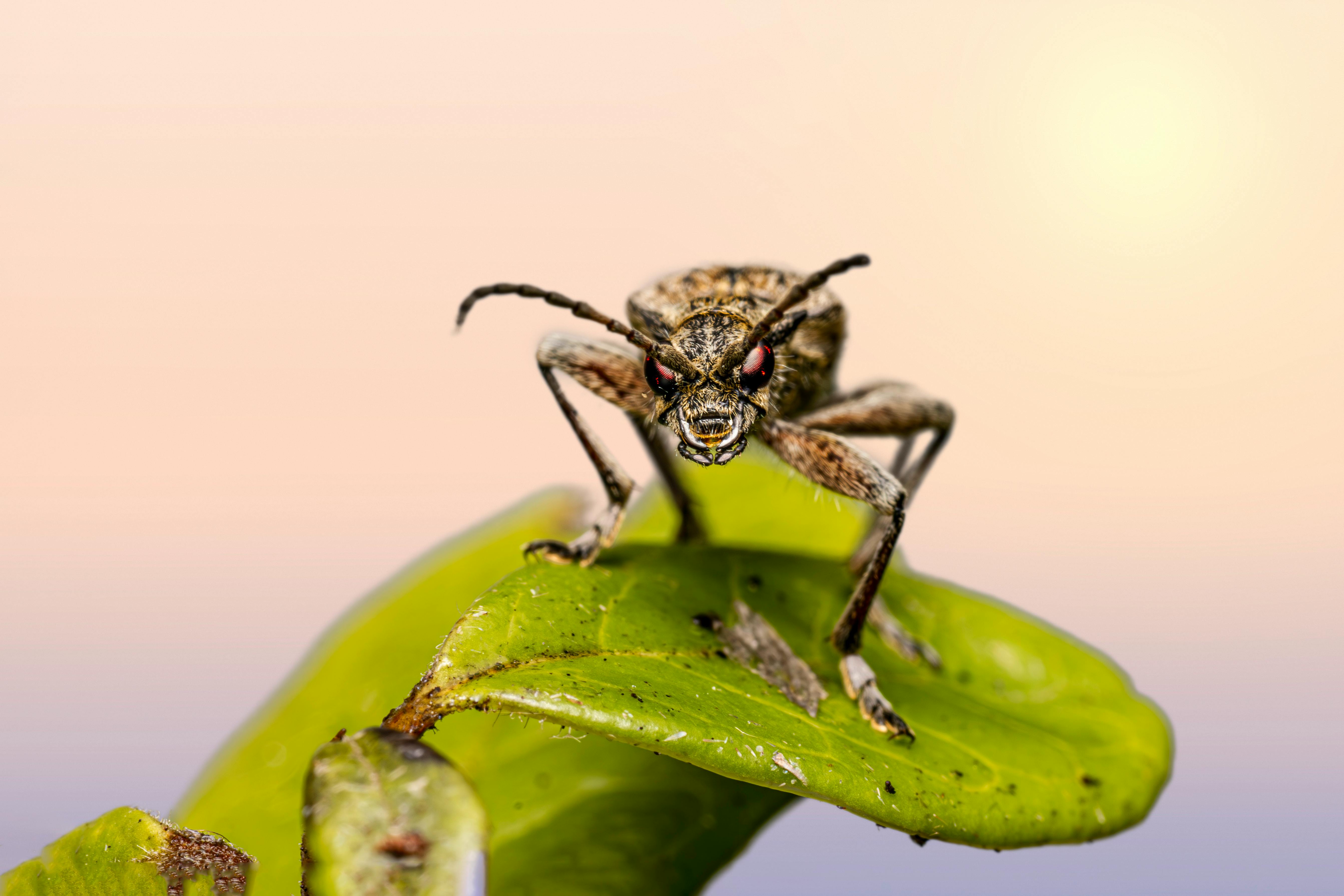 New World Screwworm | Animal and Plant Health Inspection Service — Photo by Erik Karits on Pexels