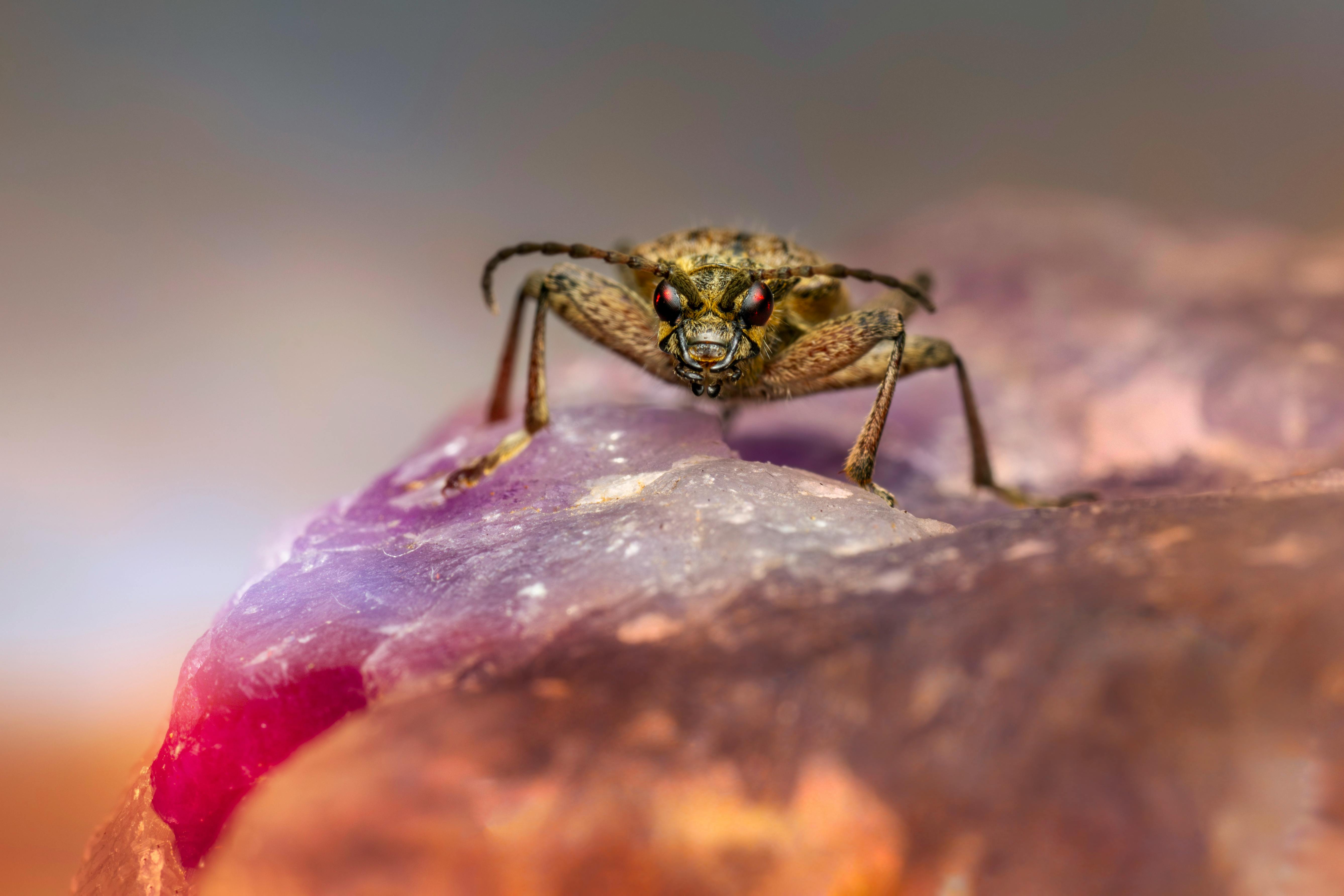 a bug on top of a rock with purple and pink colors