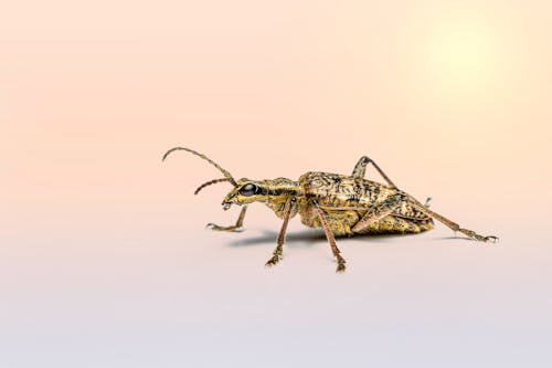 A bug with long legs and antennae on a white background