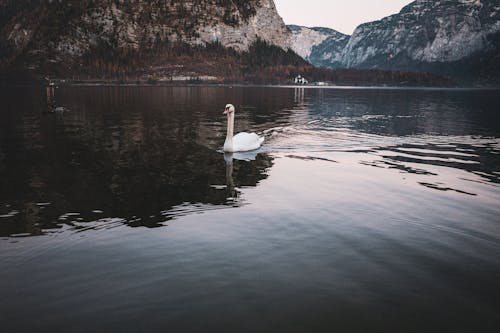 Swan on Lake