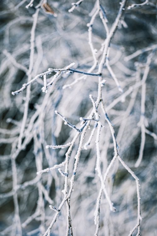 Free Close-up of frost-covered branches in a serene winter setting, showcasing the beauty of nature's cold elegance. Stock Photo