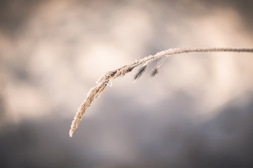 Gratis arkivbilde med åker, falle, gren